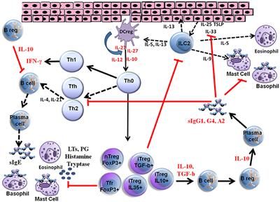 Hymenoptera Venom Allergy: How Does Venom Immunotherapy Prevent Anaphylaxis From Bee and Wasp Stings?